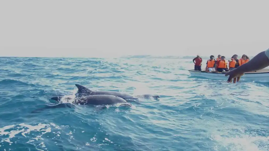 Dolphin Tour